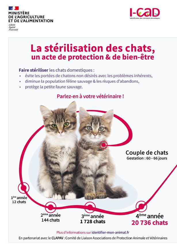 Stérilisation des chats